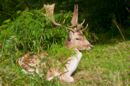 Buck resting